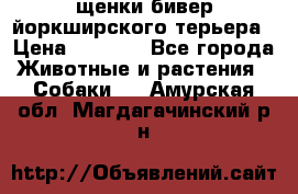 щенки бивер йоркширского терьера › Цена ­ 8 000 - Все города Животные и растения » Собаки   . Амурская обл.,Магдагачинский р-н